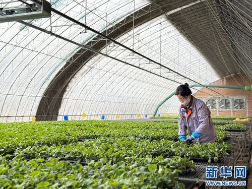 果蔬住上科技房，智慧農(nóng)業(yè)種出新花樣