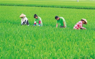 南繁育種 筑牢國家糧食安全的科技基石